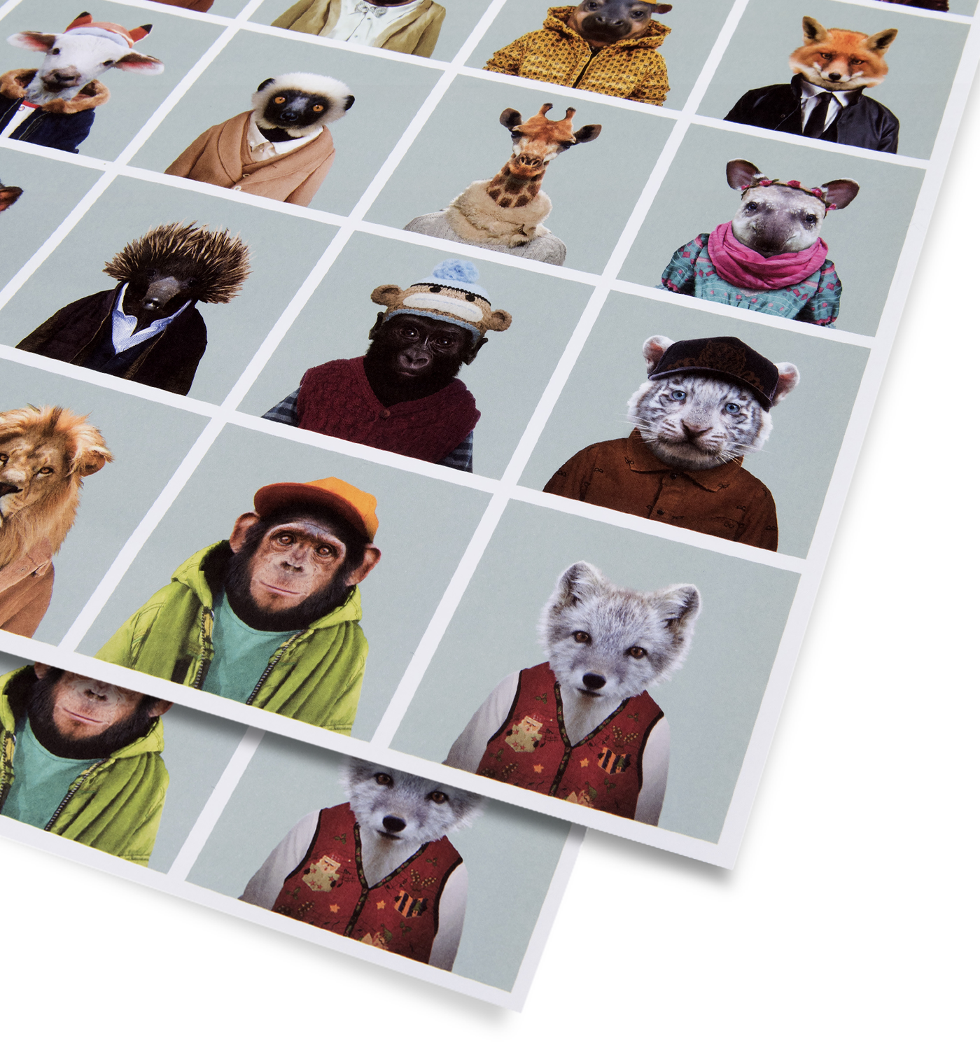 Zoo Portraits Gift Wrap - Lagom Design