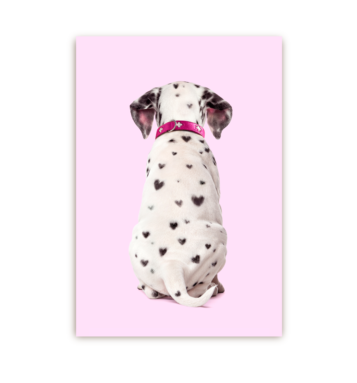 Dalmatian - Lagom Design