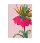 Pink Crown Imperial - Lagom Design