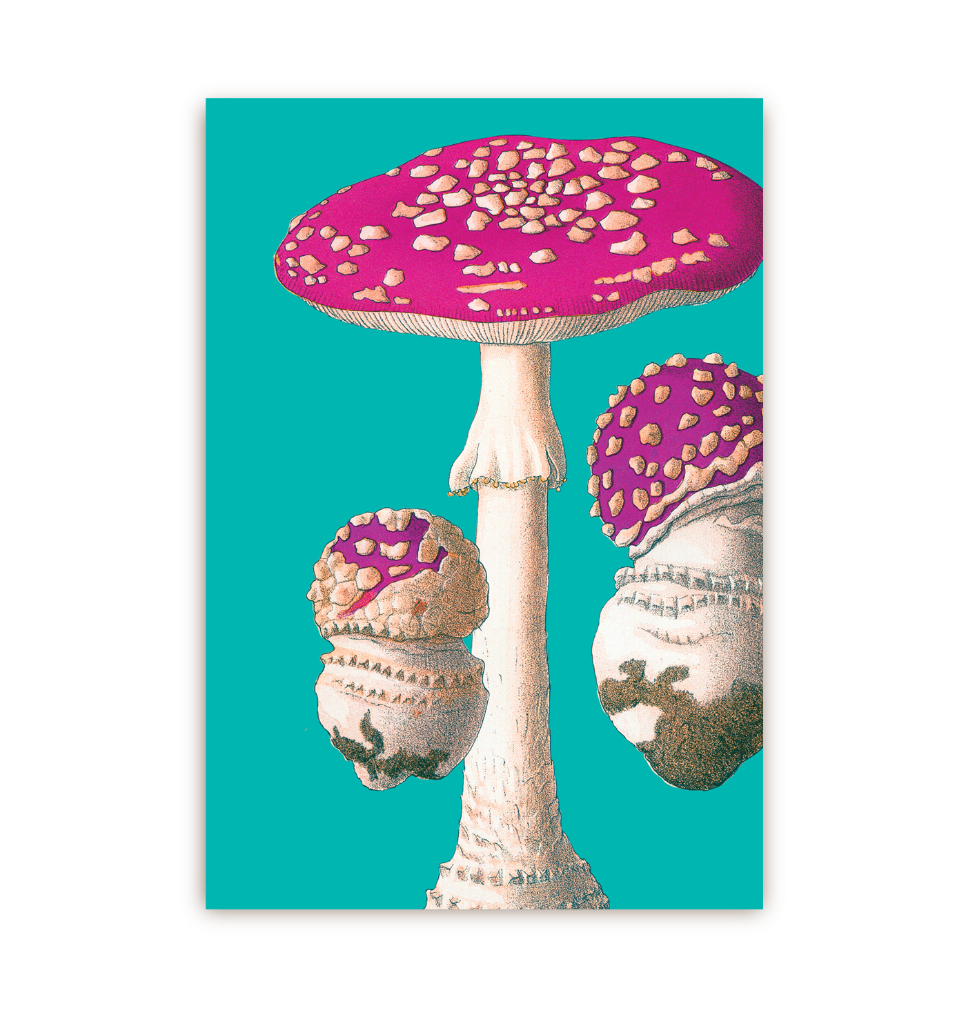 Fly Agaric - Lagom Design